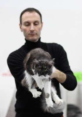 Выставка кошек 'Осенний Кэт-Салон' 30 ноября-1 декабря 2013., монопородные шоу 2378